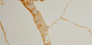 Композит кварца Noblle Quartz коллекции Calacatta в белом цвете с золотыми прожилками