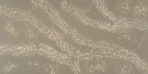 Композит кварца производителя IDS Stone Blanes в бежевом оттенке